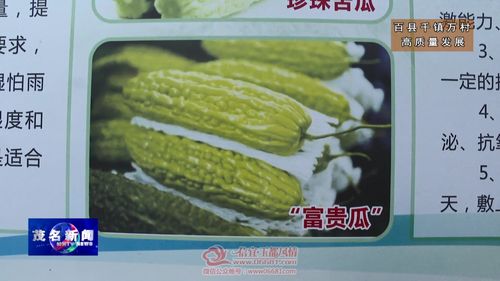 信宜貴子鎮(zhèn) 公司+農(nóng)戶+合作社，特色苦瓜產(chǎn)業(yè)助力鄉(xiāng)村振興